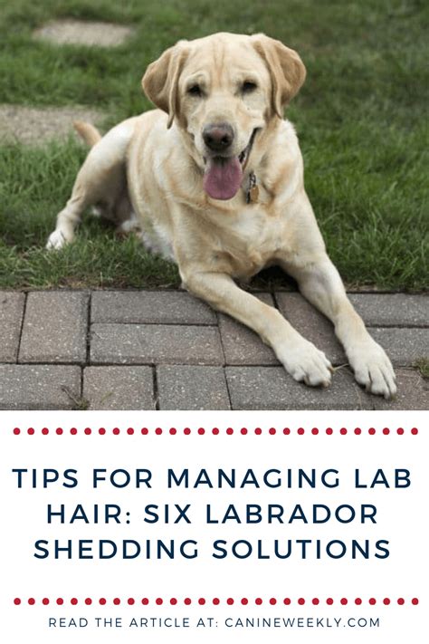 labrador retriever shedding solutions.